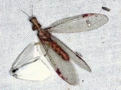 Ditaxis meridiei