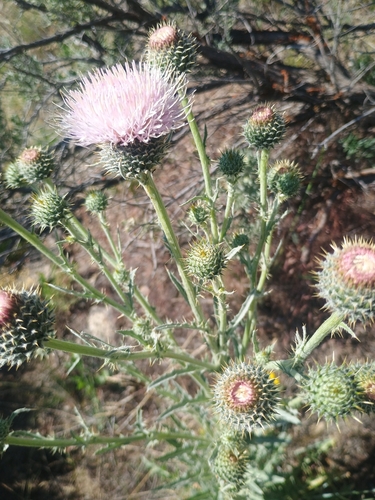 Cirsium inamoenum var. davisii