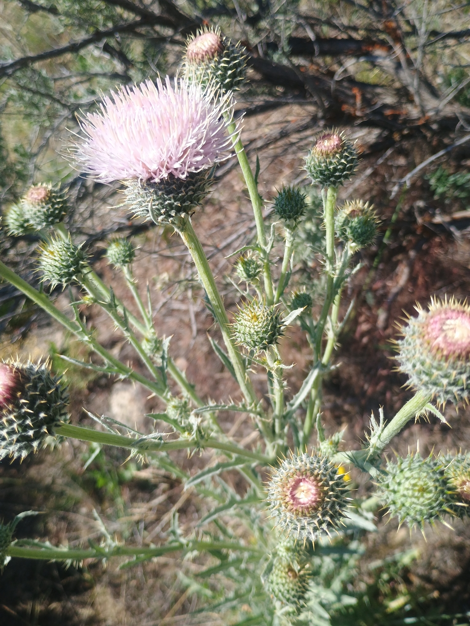 Cirsium inamoenum var. davisii