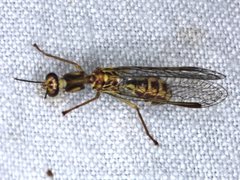 Spaminta minjerribae