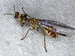 Spaminta minjerribae