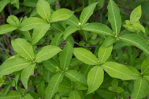 Rauvolfia tetraphylla - Leaves