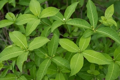 Bejuco (Rauvolfia tetraphylla)