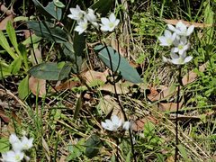 Gentianella cunninghamii