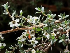 Leptospermum myrtifolium