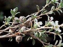 Leptospermum myrtifolium