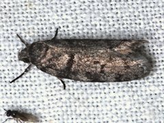 Ericrypsina chorodoxa