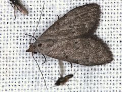 Nola pleurosema