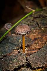 Mycena nargan