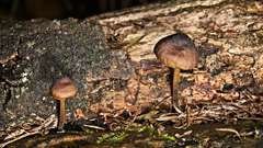 Mycena nargan