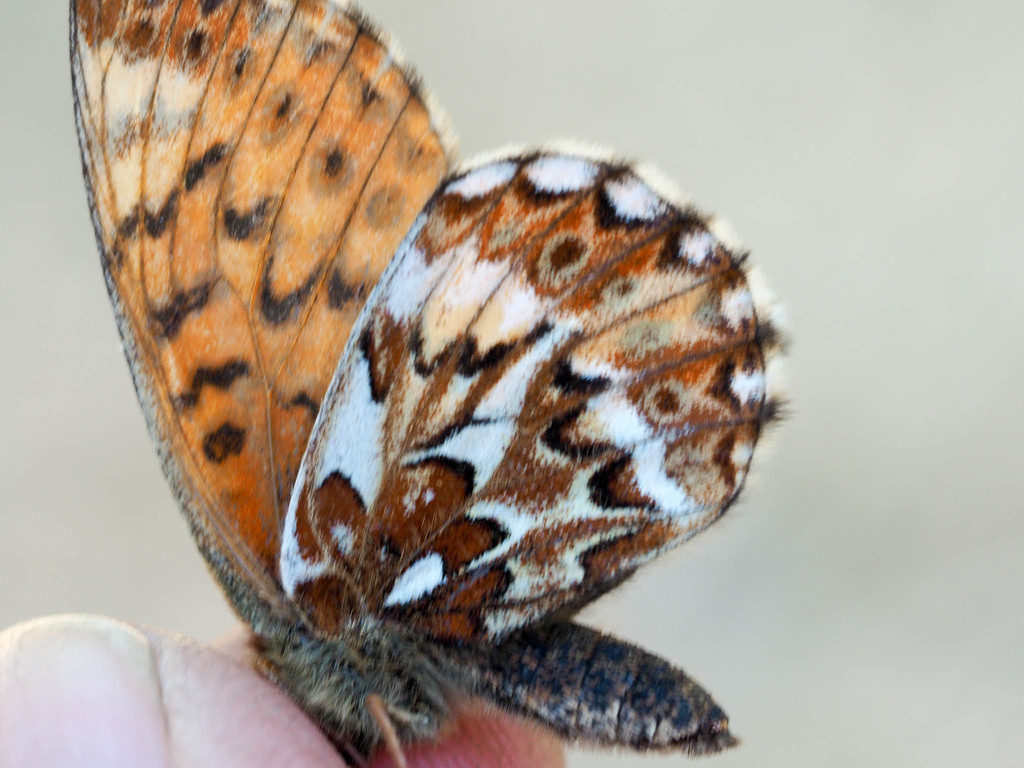 Freija Fritillary