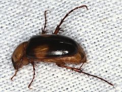 Phyllotocus bimaculatus