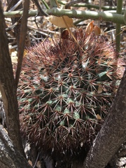 Mammillaria johnstonii