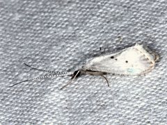 Asmicridea edwardsii