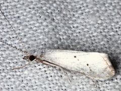 Asmicridea edwardsii