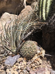 Mammillaria johnstonii