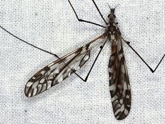 Ischnotoma eburnea