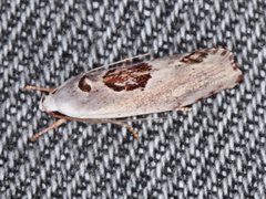 Tymbophora peltastis