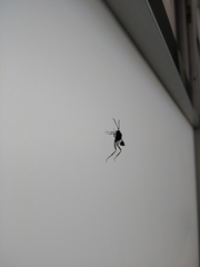 Evania appendigaster