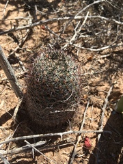 Mammillaria sheldonii