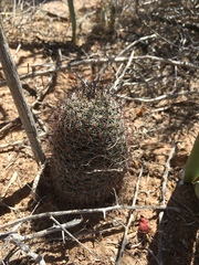 Mammillaria sheldonii
