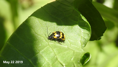 Gallerucida bifasciata