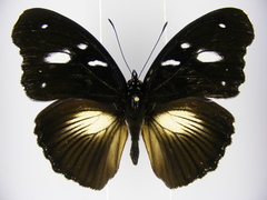 Hypolimnas bartelotti