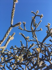 Cylindropuntia thurberi versicolor