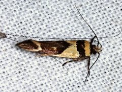 Macrobathra chrysotoxa
