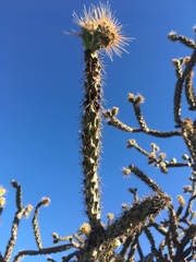 Cylindropuntia thurberi versicolor