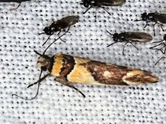 Macrobathra chrysotoxa