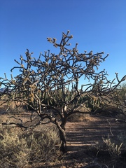 Cylindropuntia thurberi versicolor