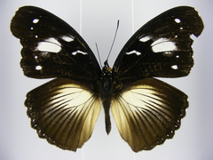 Hypolimnas bartelotti