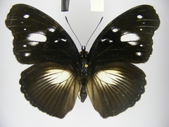 Hypolimnas bartelotti