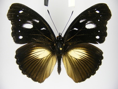 Hypolimnas bartelotti