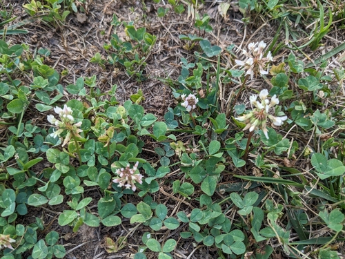 white clover