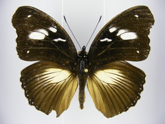 Hypolimnas bartelotti