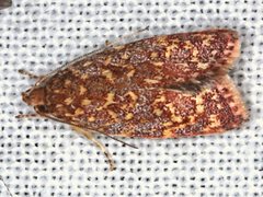 Syringoseca rhodoxantha