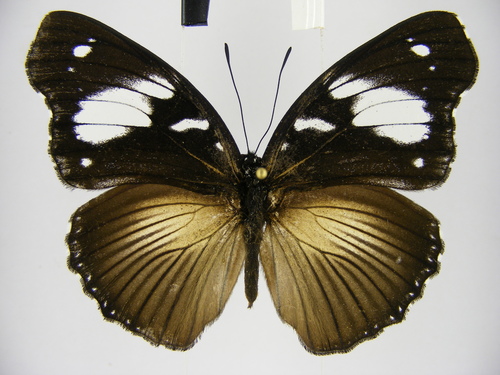 Hypolimnas bartelotti