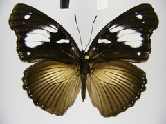 Hypolimnas bartelotti