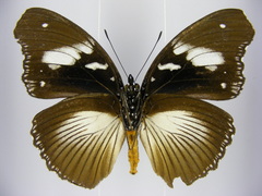 Hypolimnas bartelotti