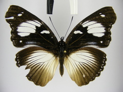 Hypolimnas bartelotti