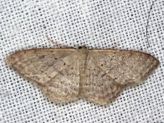 Idaea probleta