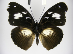 Hypolimnas bartelotti