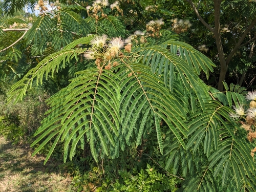 Silk Tree