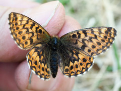 Boloria freija