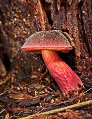 Boletus barragensis