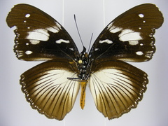 Hypolimnas bartelotti