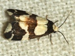 Thallarcha phalarota