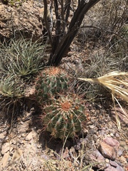 Ferocactus emoryi emoryi